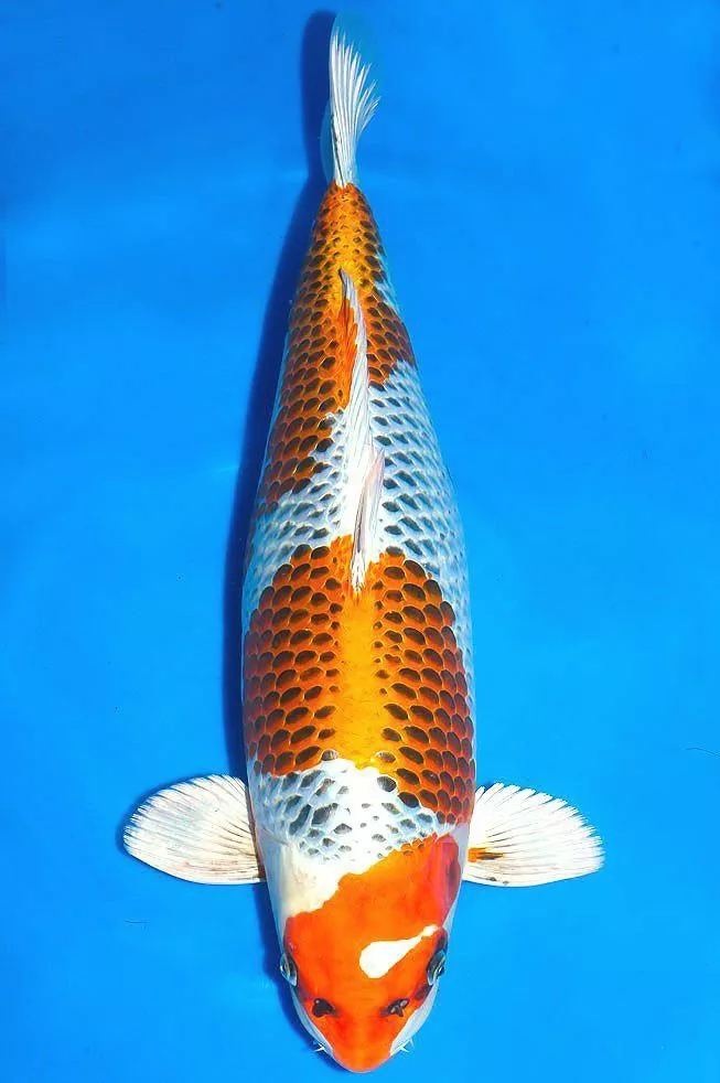 Ikan Koi Kujaku Ciri-Ciri, Keunikan, Harga, dan Cara Merawatnya