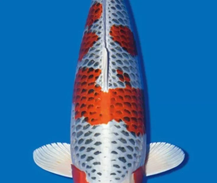 Jual Ikan Koi Kujaku Berkualitas Corak Metalik Tajam, Harga Bersaing