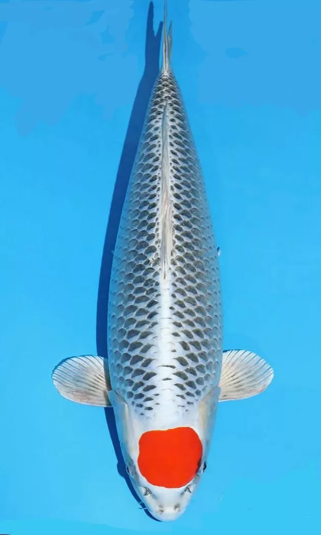 Jual Ikan Koi Kujaku Kualitas Super