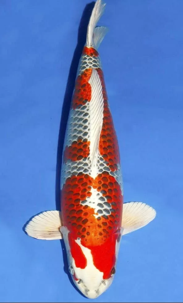 Jual Ikan Koi Kujaku Terdekat Terpercaya