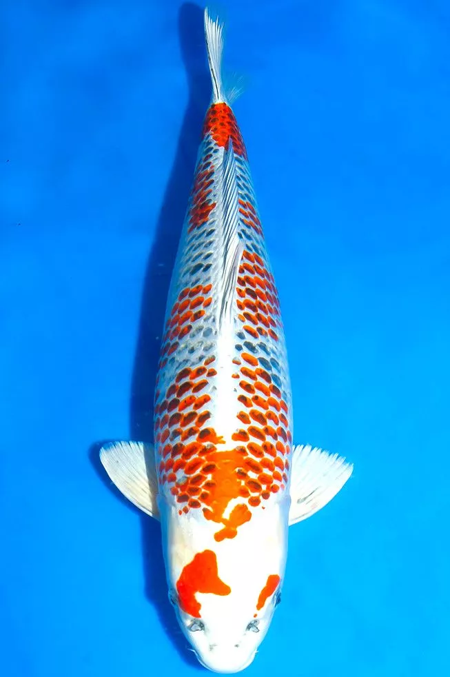 Mengapa Ikan Koi Kujaku Sangat Populer