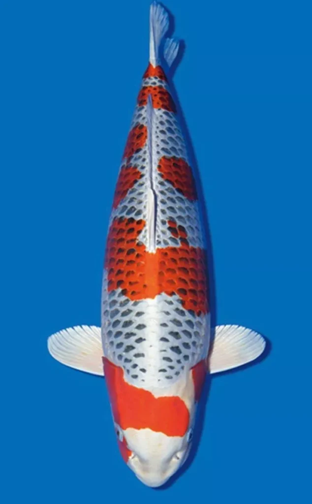 Mengenal Ikan Koi Kujaku