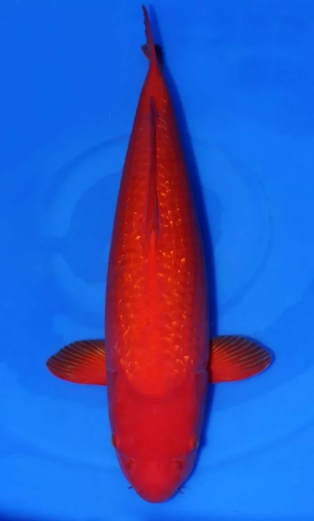 Apa Itu Ikan Koi Benigoi, Pengertian, Asal Usul, Keunikan