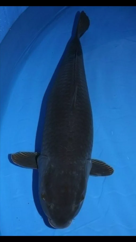 Apa Itu Ikan Koi Hitam