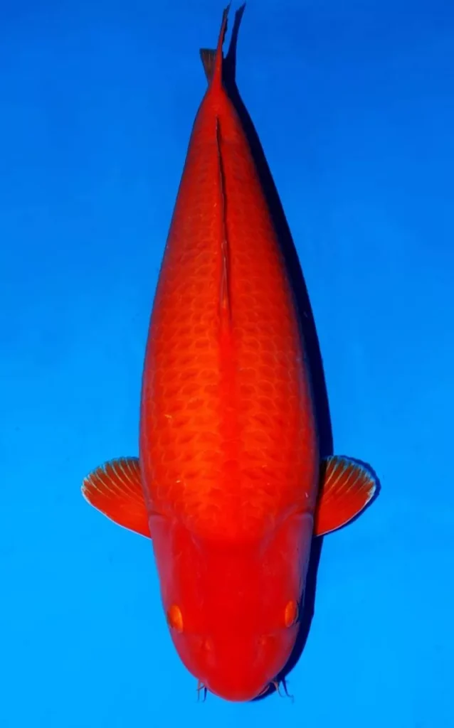 Ciri-Ciri Ikan Koi Benigoi Berkualitas