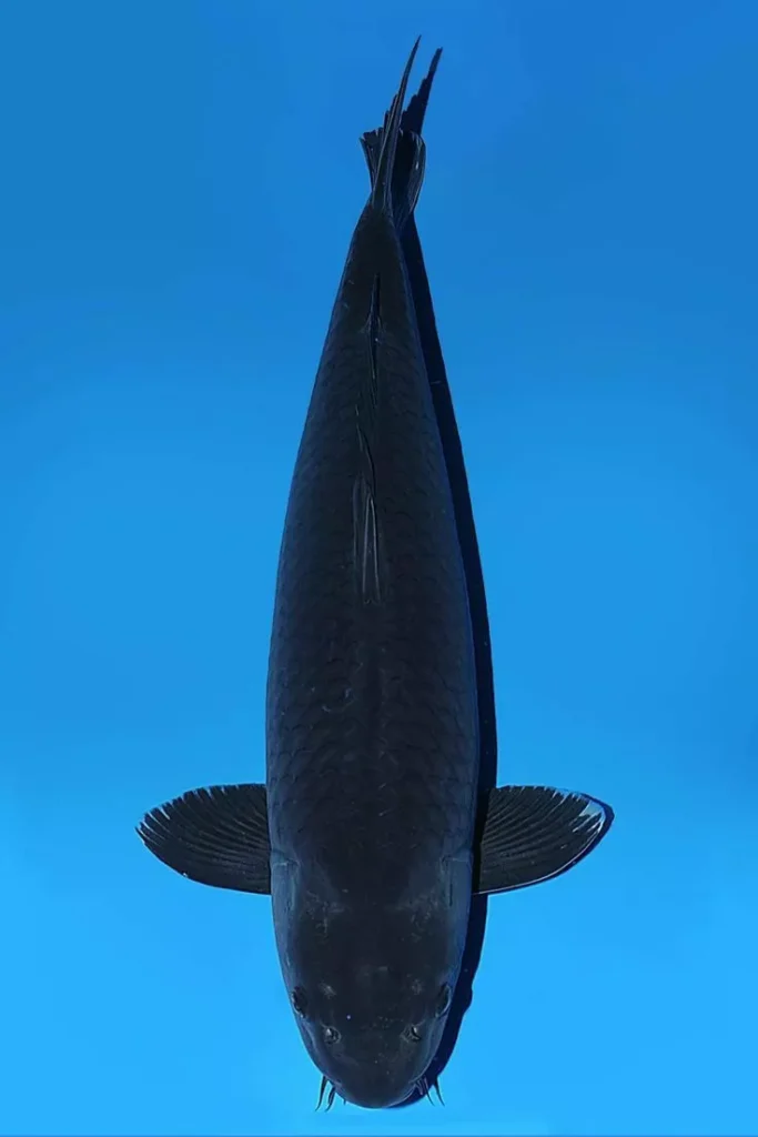 Ciri-Ciri Ikan Koi Hitam Berkualitas