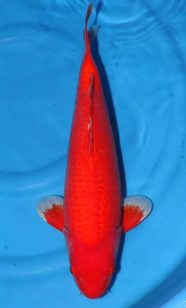 Daftar Harga Ikan Koi Benigoi Terbaru