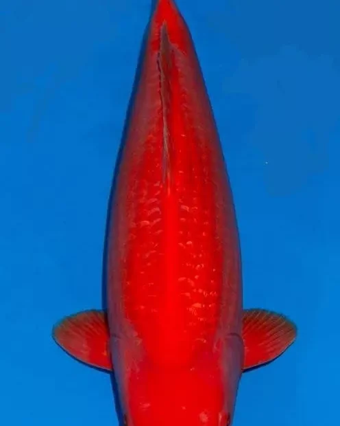 Ikan Koi Benigoi Ciri, Harga, dan Cara Merawat Agar Warnanya Tetap Cerah