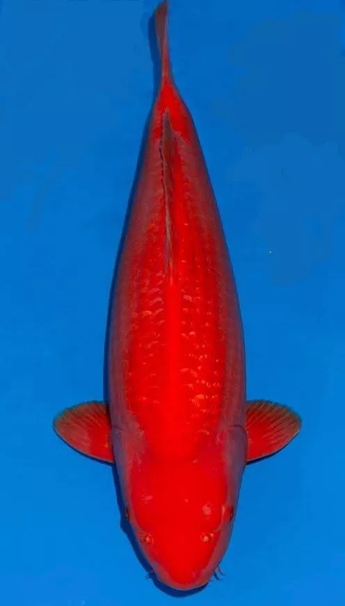 Ikan Koi Benigoi Ciri, Harga, dan Cara Merawat Agar Warnanya Tetap Cerah