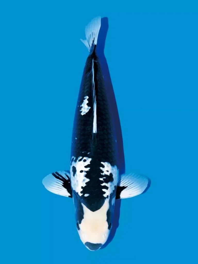 Ikan Koi Hitam Putih Kumonryu