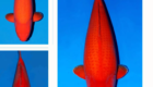 Jual Ikan Koi Benigoi Berkualitas Ready Stock Berbagai Ukuran