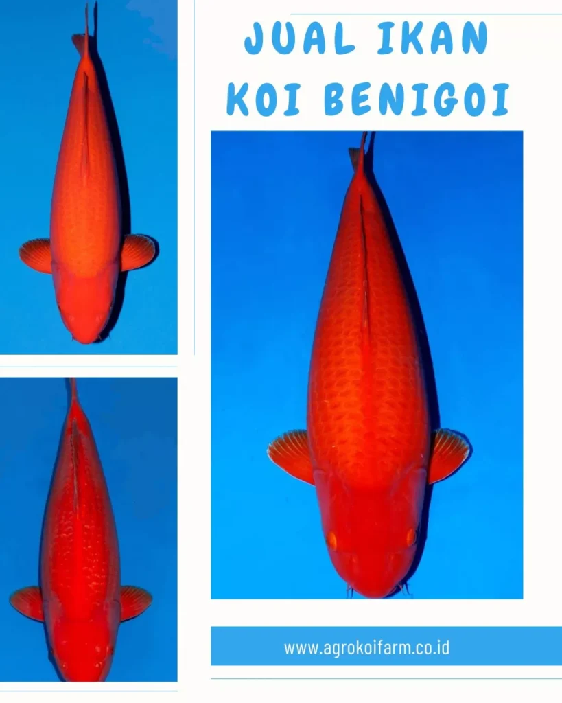 Jual Ikan Koi Benigoi Berkualitas Ready Stock Berbagai Ukuran