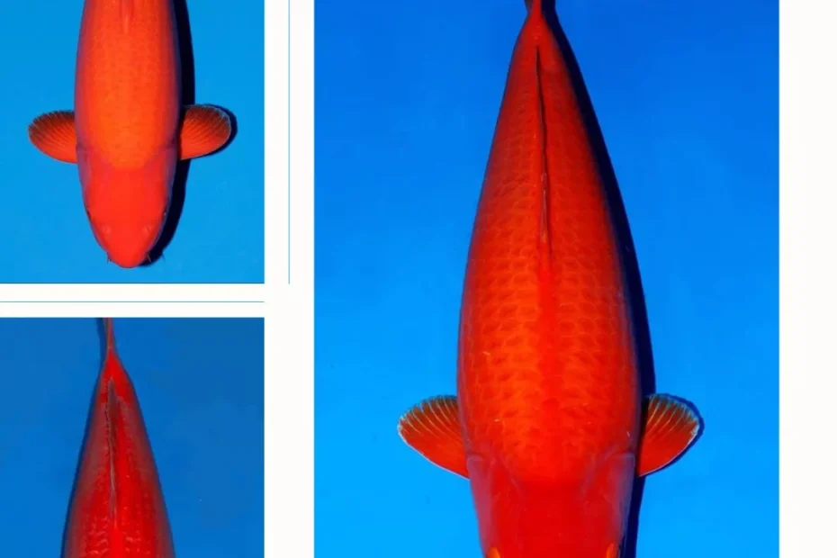 Jual Ikan Koi Benigoi Berkualitas Ready Stock Berbagai Ukuran