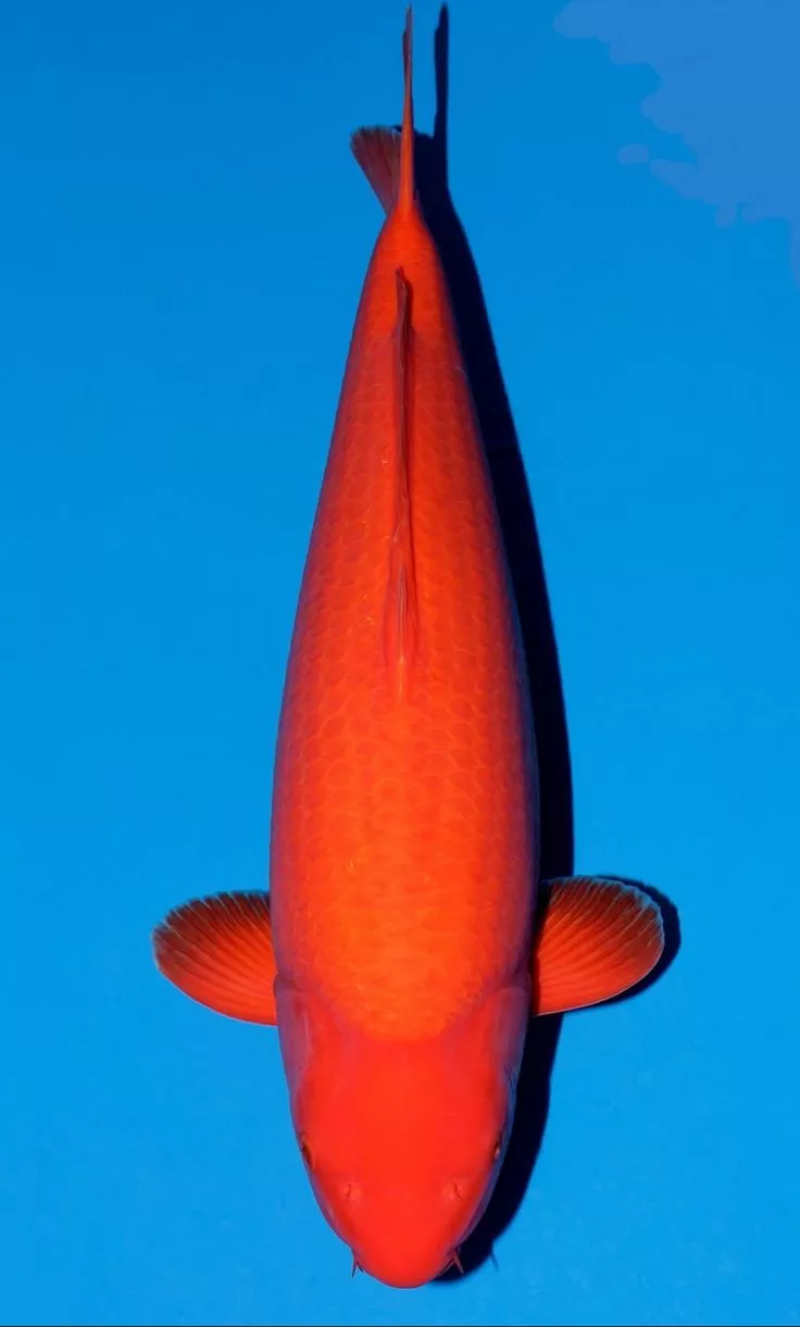 Jual Ikan Koi Benigoi Bibit - Besar