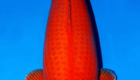 Jual Ikan Koi Benigoi Kualitas Super