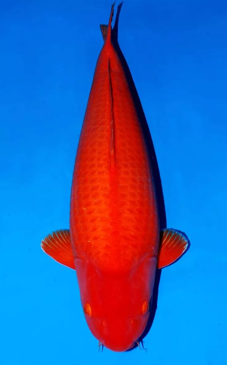 Jual Ikan Koi Benigoi Kualitas Super