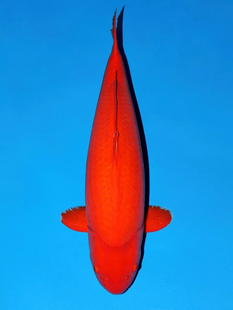 Jual Ikan Koi Benigoi Terpercaya dari Kami