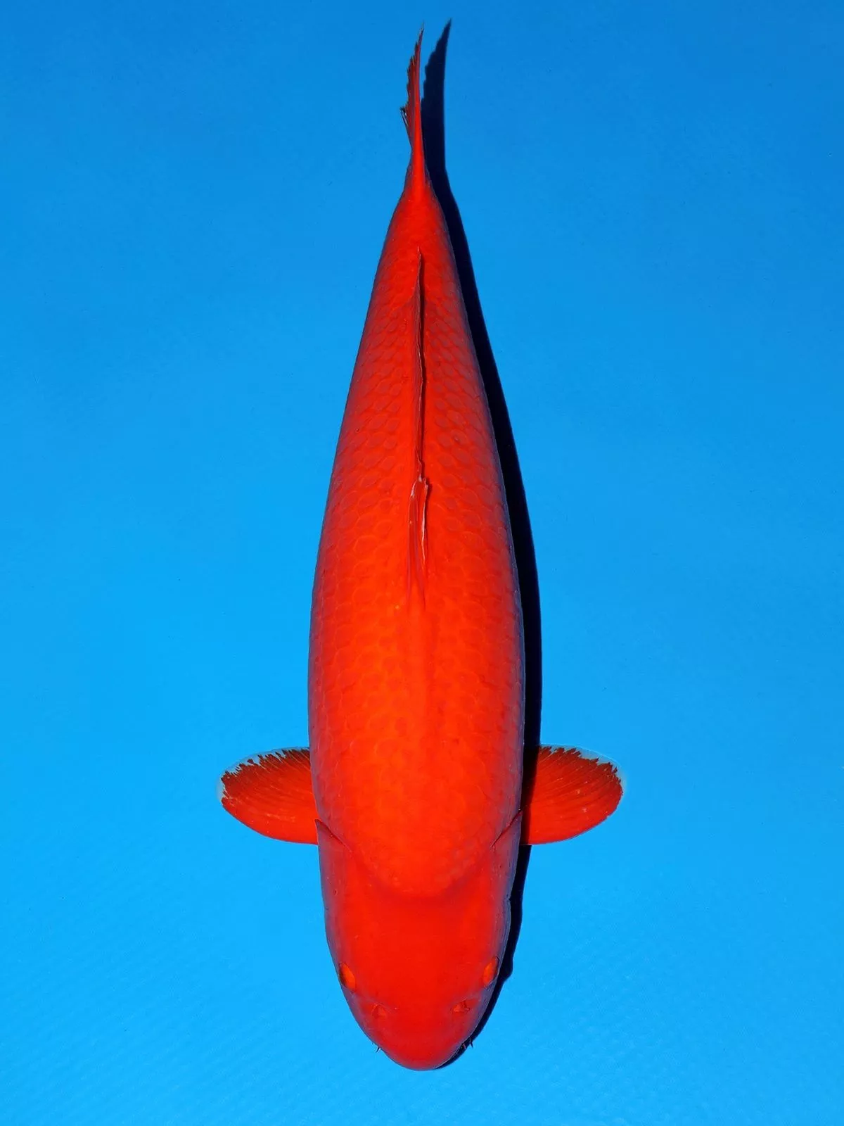Jual Ikan Koi Benigoi Terpercaya dari Kami