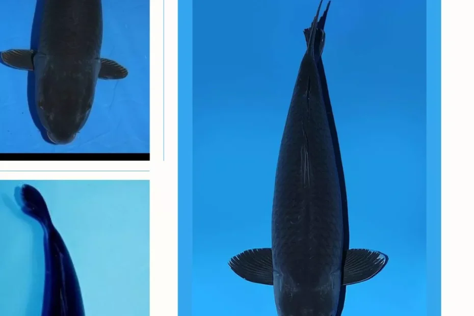 Jual Ikan Koi Hitam Berkualitas Harga Terbaru & Siap Kirim