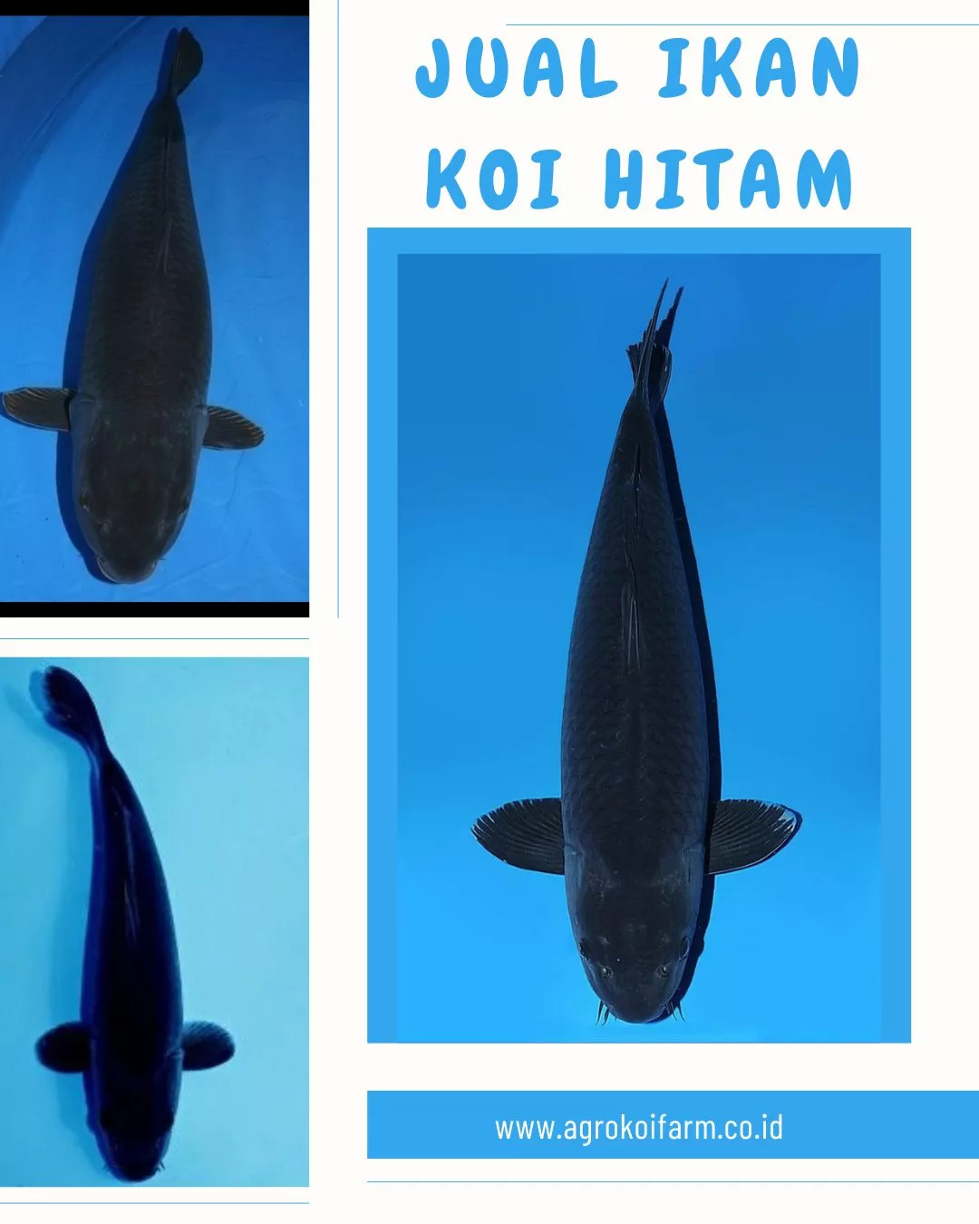 Jual Ikan Koi Hitam Berkualitas Harga Terbaru & Siap Kirim