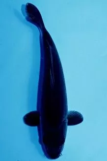 Jual Ikan Koi Hitam Karasu (Koi Hitam Polos Elegan)