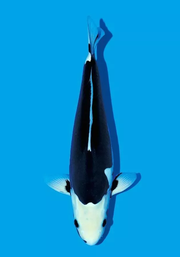 Jual Ikan Koi Hitam Kumonryu (Hitam Putih yang Dinamis)