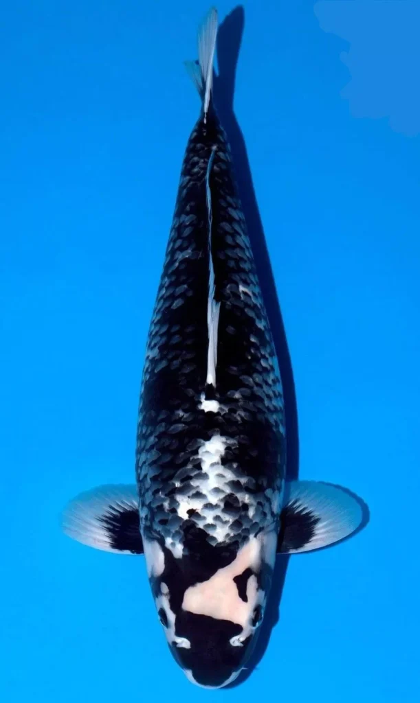 Jual Ikan Koi Hitam Matsukawabake (Perubahan Warna Unik)