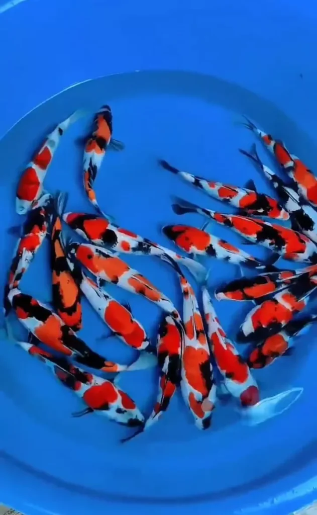 Daftar Harga Ikan Koi Per Ekor Berdasarkan Ukuran