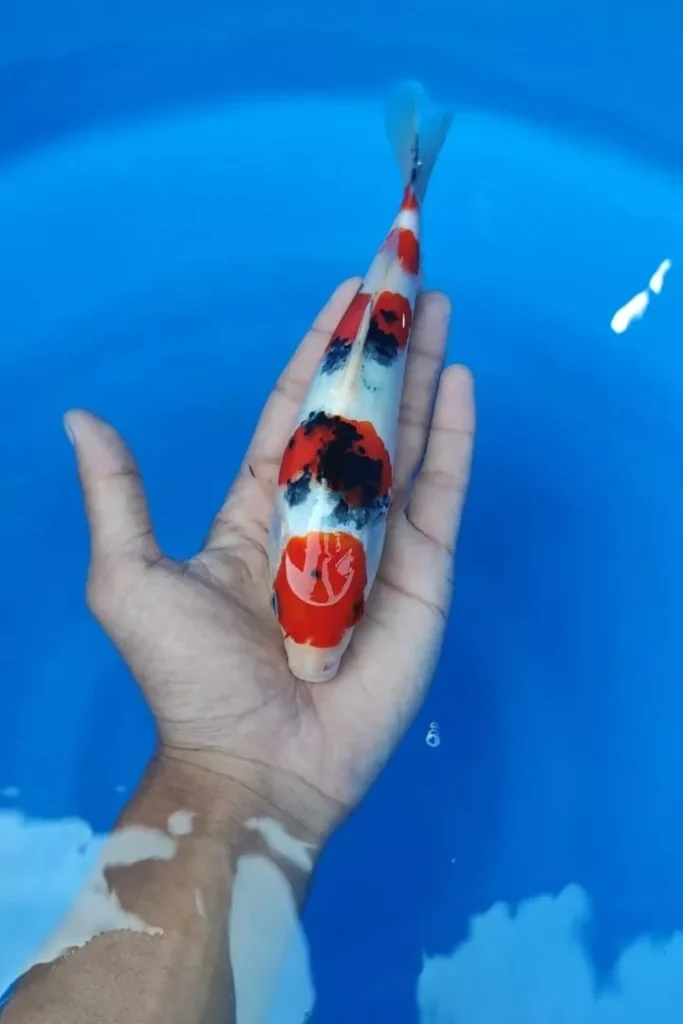 Faktor yang Mempengaruhi Harga Ikan Koi Per Ekor