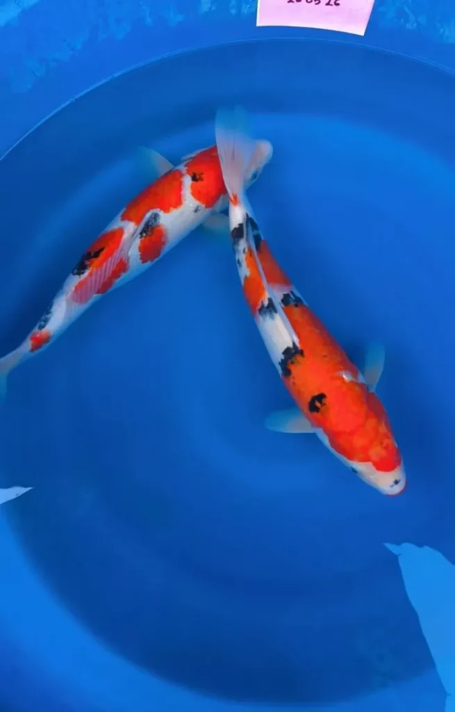 Harga Ikan Koi Lokal dan Import Per Ekor