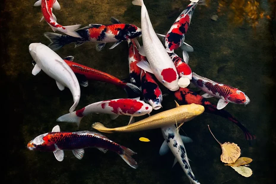 Harga Ikan Koi Per Ekor Terbaru 2026 Lengkap Semua Jenis & Ukuran