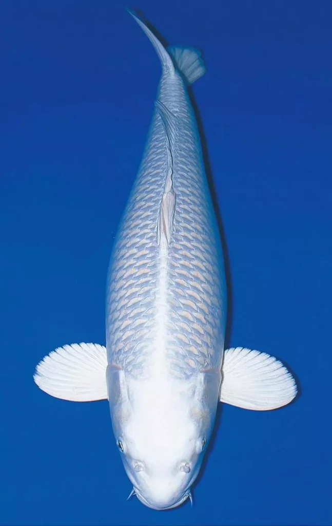 Harga Jual Ikan Koi Platinum Terbaru