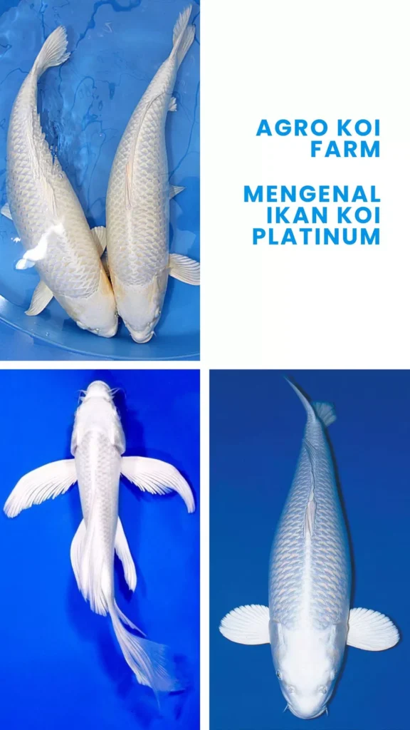 Ikan Koi Platinum Ciri, Harga, Jenis, dan Cara Merawatnya untuk Pemula