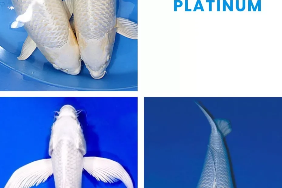 Ikan Koi Platinum Ciri, Harga, Jenis, dan Cara Merawatnya untuk Pemula