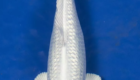 Jual Ikan Koi Ginrin Platinum Berkualitas
