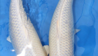 Jual Ikan Koi Platinum Bibit - Besar Kualitas Super Grade A