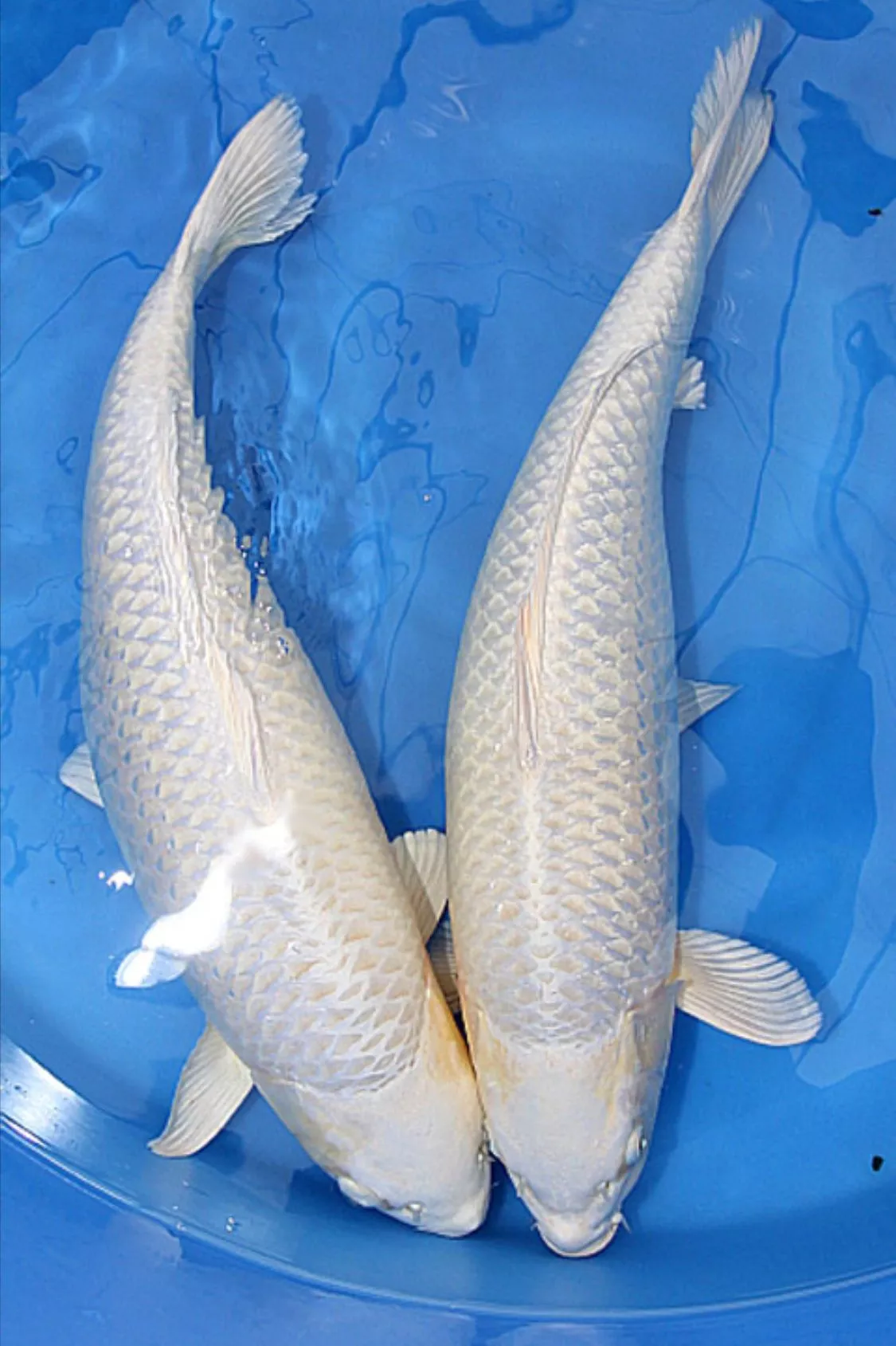 Jual Ikan Koi Platinum Bibit - Besar Kualitas Super Grade A