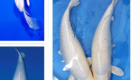 Jual Ikan Koi Platinum Murah Berkualitas Cocok untuk Kolektor & Pemula