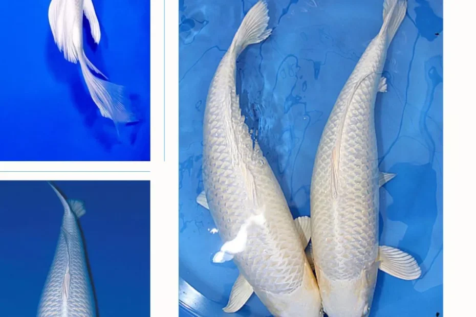 Jual Ikan Koi Platinum Murah Berkualitas Cocok untuk Kolektor & Pemula