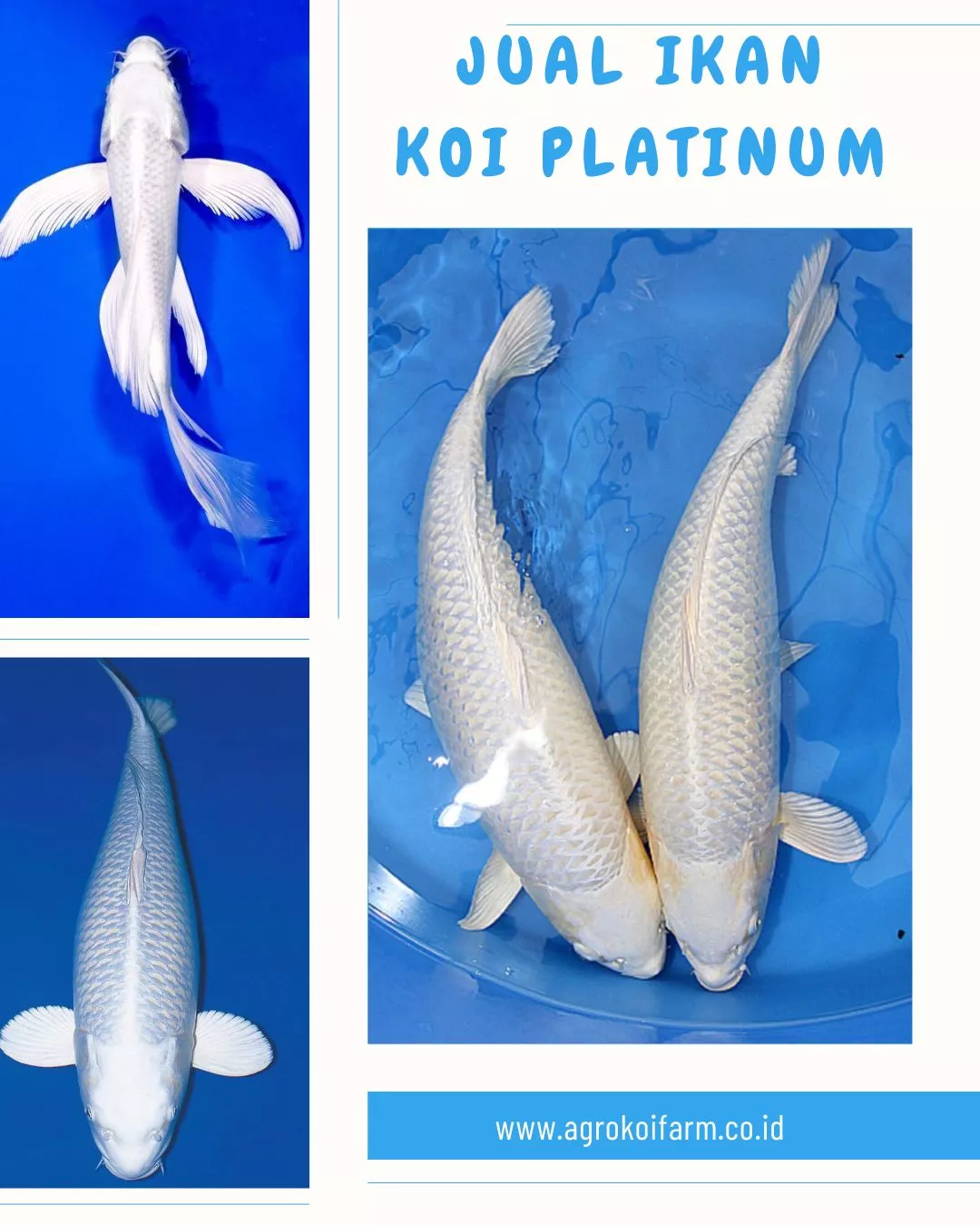Jual Ikan Koi Platinum Murah Berkualitas Cocok untuk Kolektor & Pemula