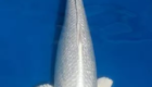 Jual Ikan Koi Platinum Terpercaya & Siap Kirim ke Seluruh Indonesia