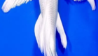 Jual Ikan Koi Slayer Platinum Berkualitas