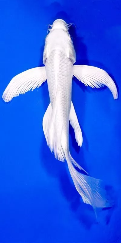 Jual Ikan Koi Slayer Platinum Berkualitas