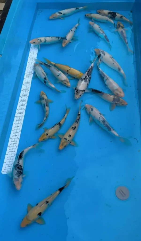 Kenapa Harga Ikan Koi Bisa Sangat Mahal