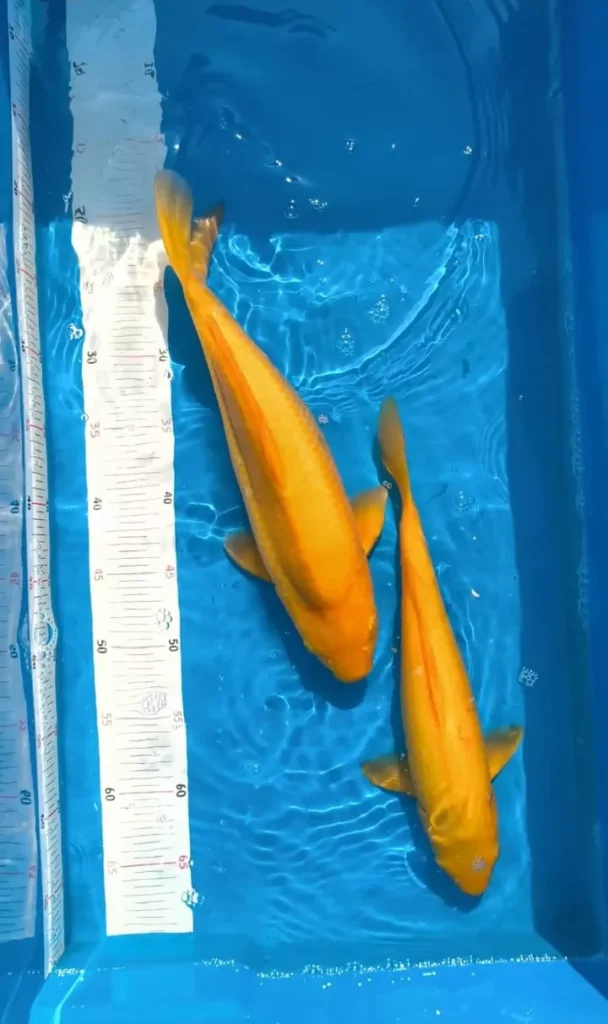 Temukan Berbagai Jenis Ikan Koi Berkualitas di Agro Koi Farm