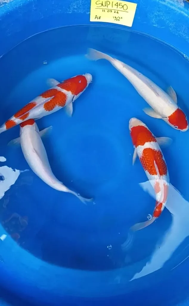 Tips Memilih Ikan Koi Berkualitas