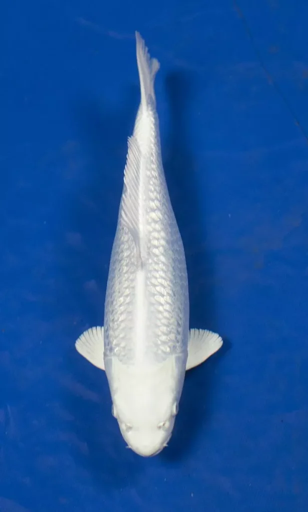 Tips Memilih Ikan Koi Platinum Sebelum Membeli