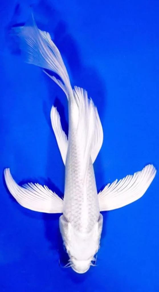 Ciri-Ciri Ikan Koi Butterfly