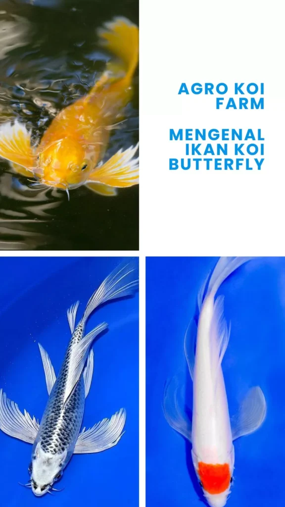 Ikan Koi Butterfly Ciri, Harga, Cara Merawat, dan Keunikannya