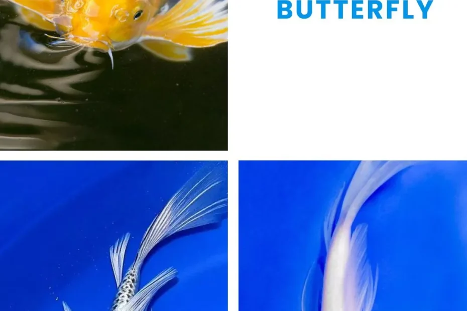 Ikan Koi Butterfly Ciri, Harga, Cara Merawat, dan Keunikannya
